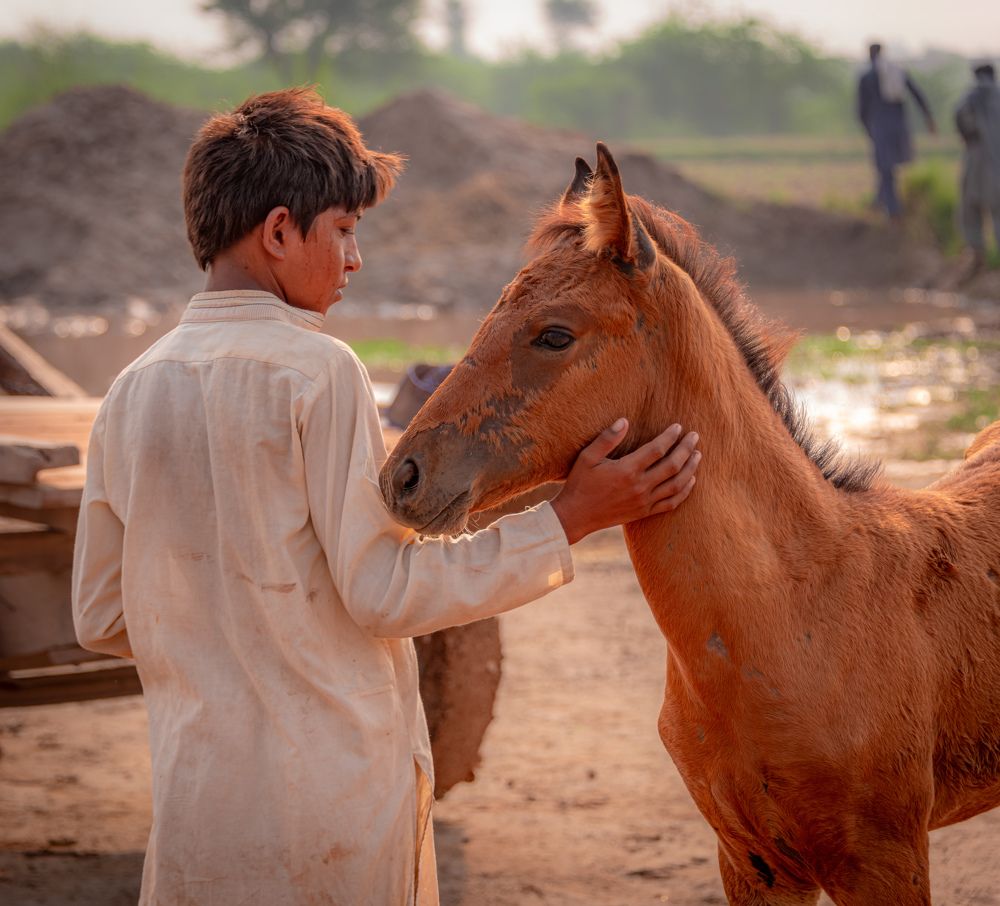 "Friendship Formed: A Child and Horse Connection"