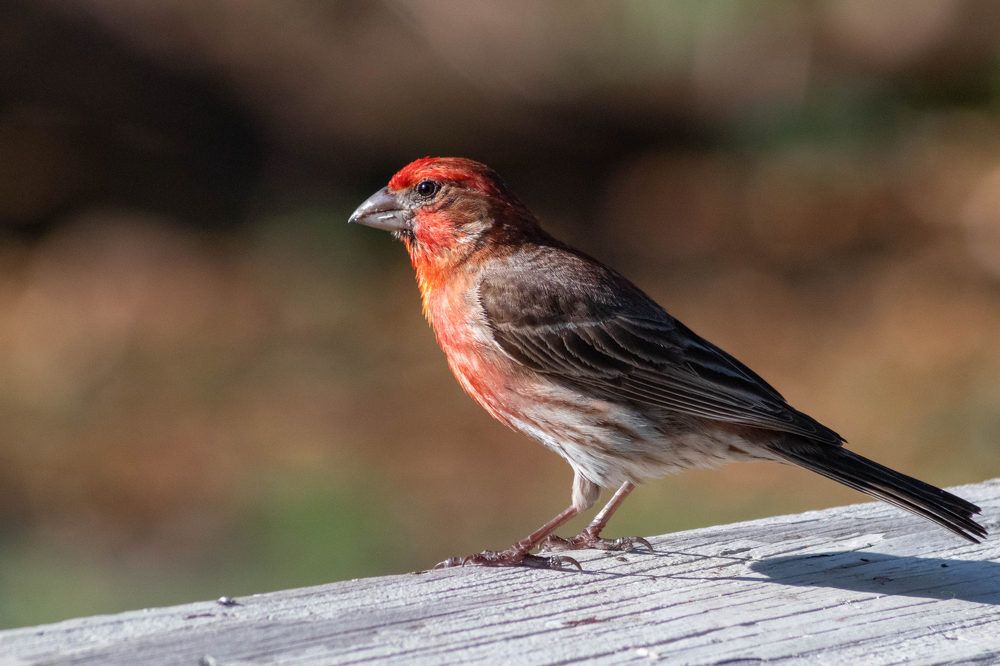 Фотография автора Van Gross