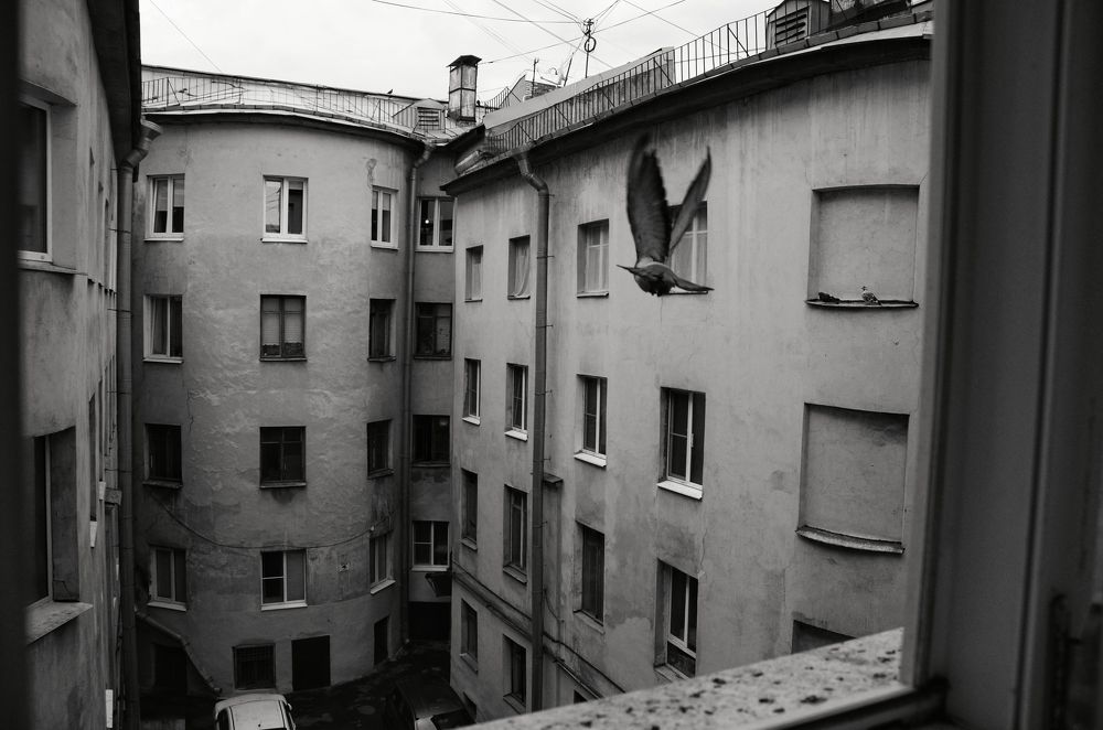 Голубь в Коломенском дворике