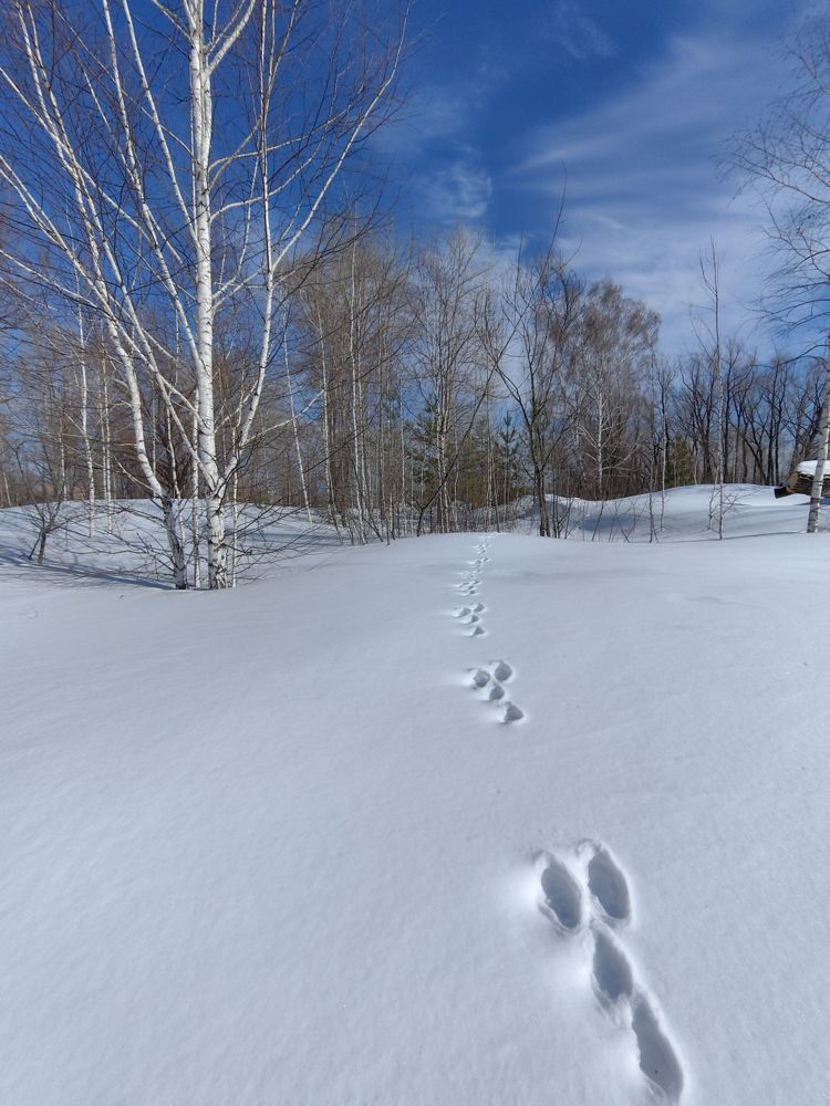 По белому снегу