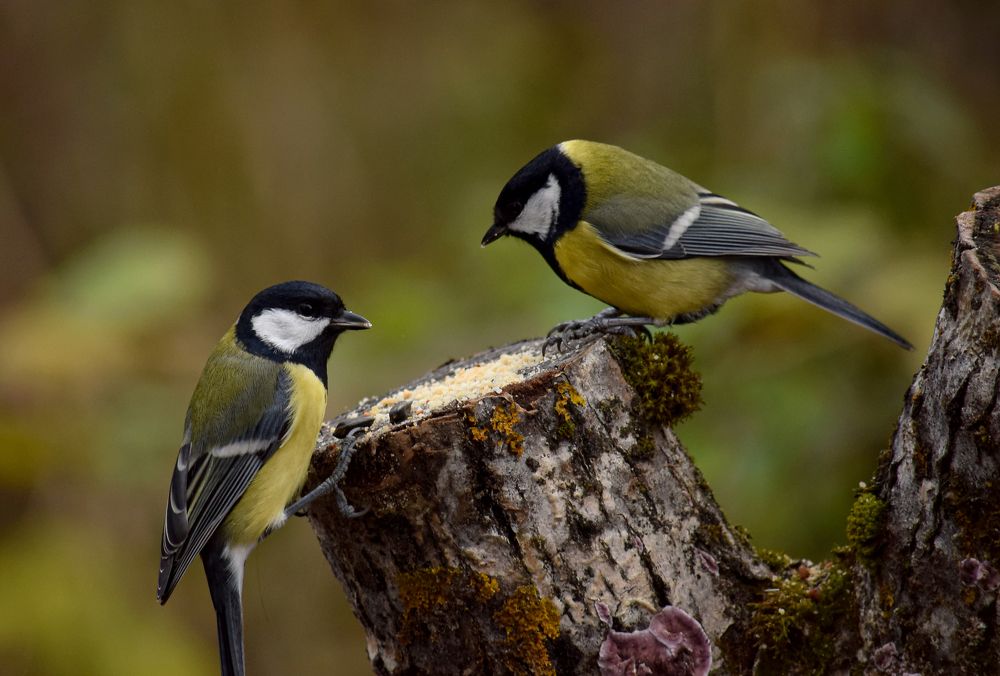 Фотография автора Оксана Льдинина