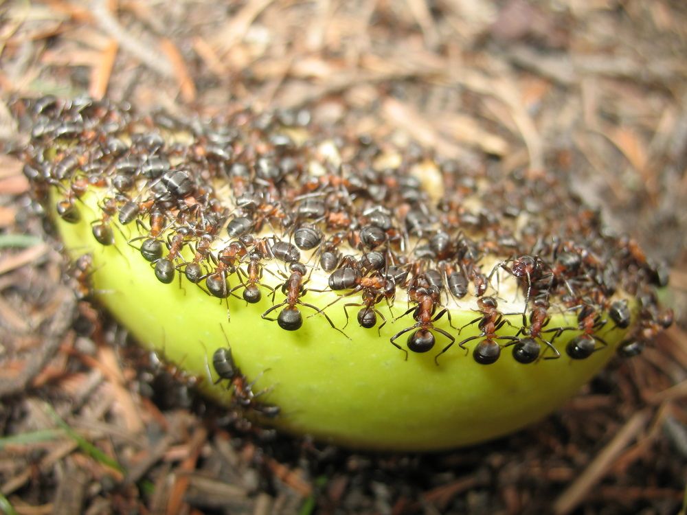 Photograph by Орл Про