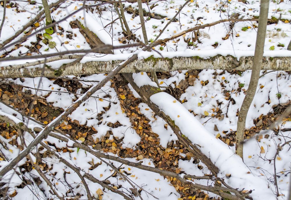 Photograph by Любовь Бусова