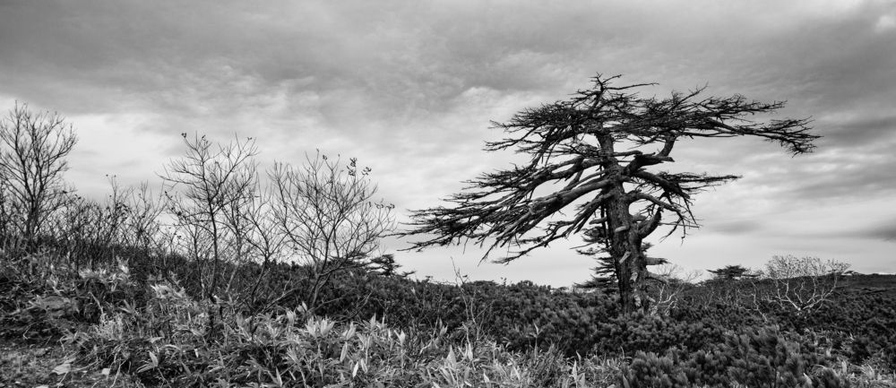 Photograph by Юрий Лавренюк