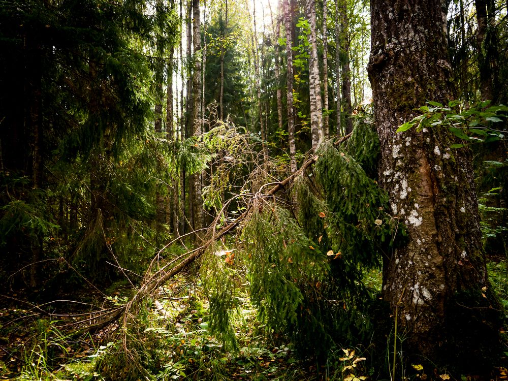 Photograph by Vladimir Borisov