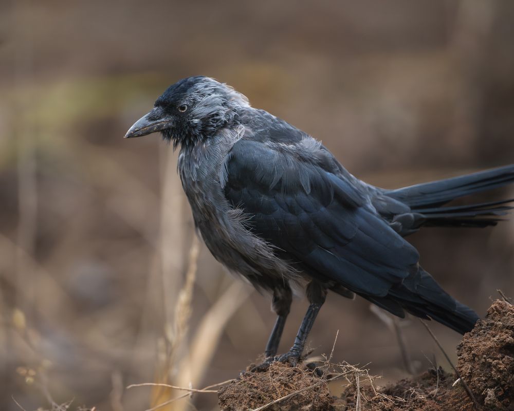 Photograph by Данил Шауба