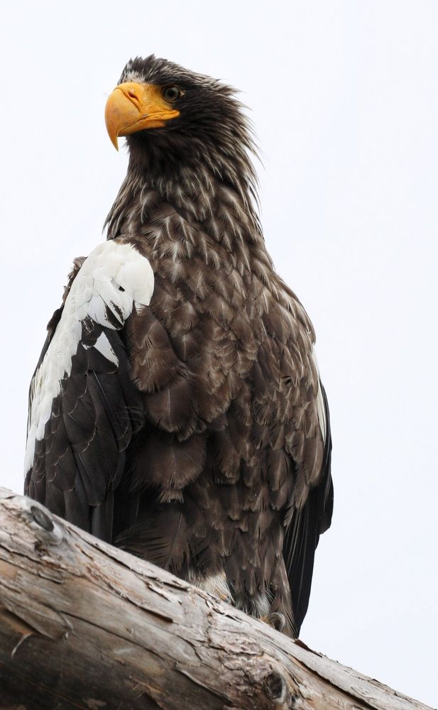 Белоплечий орлан