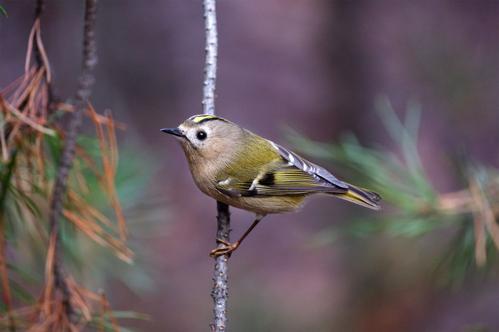 Photograph by Бодрягин Виталий