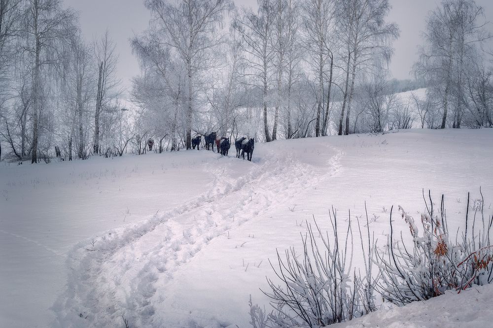 Кто расхаживал по снегу?...