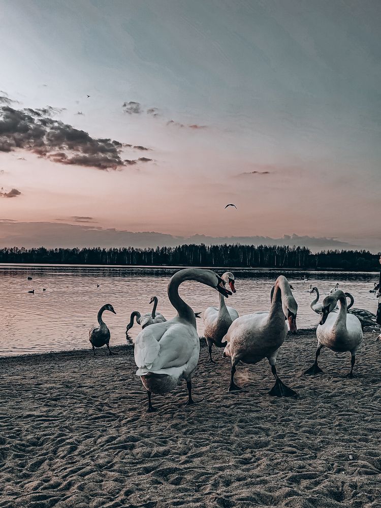 Photograph by Alex Sashcheko