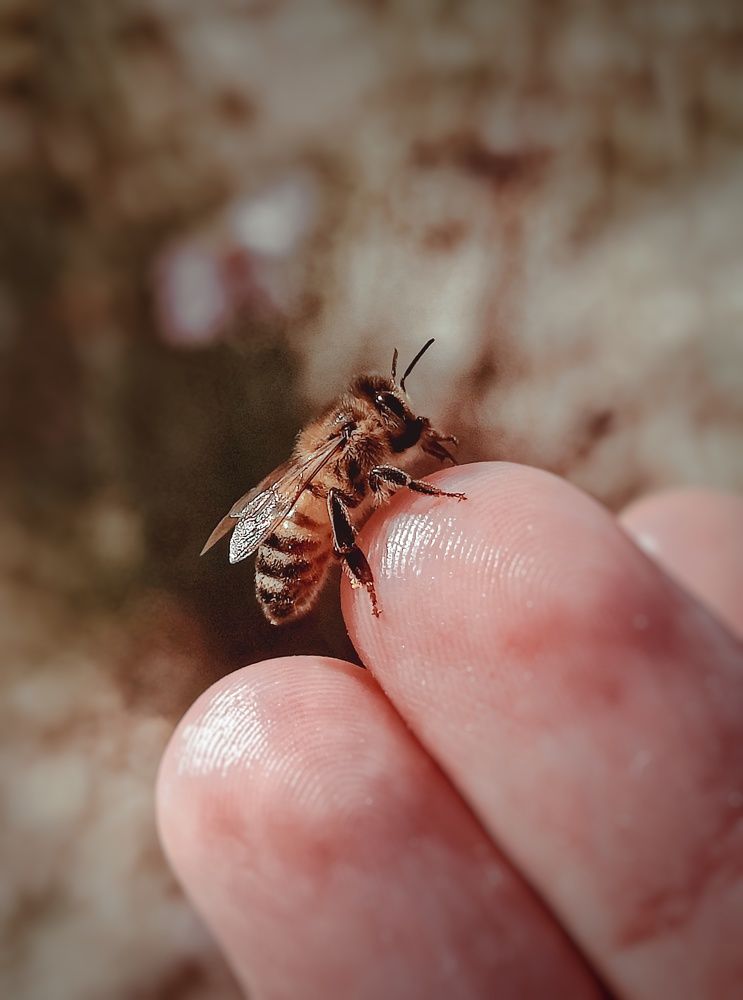 Photograph by Alex Sashcheko