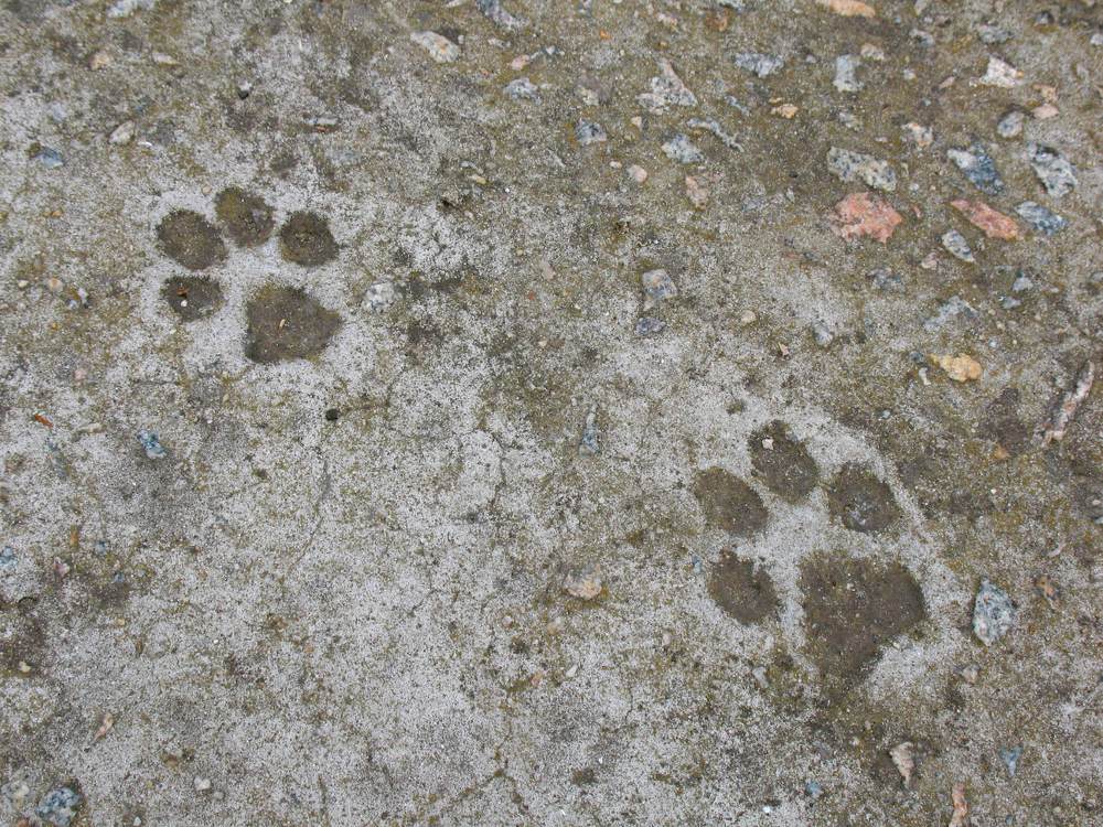 Аллея Славы (не Голливуд))) / Walk of Fame (not Hollywood)))