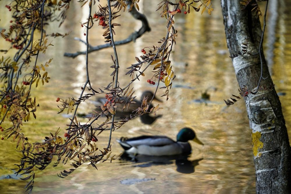 Photograph by Марина Безенкина