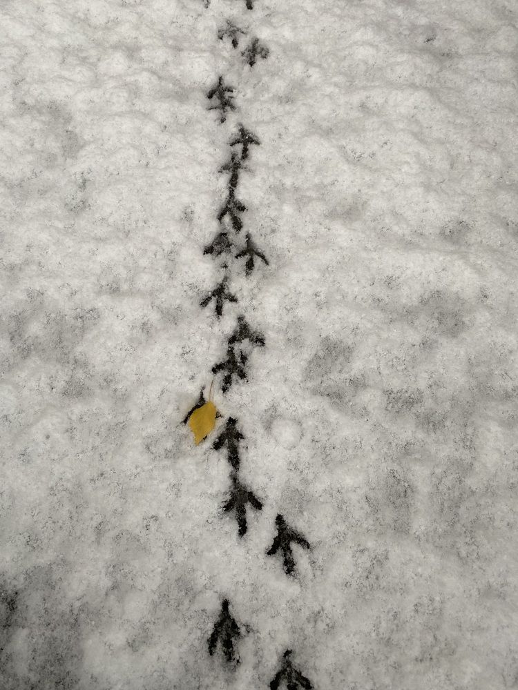 Photograph by Алиса Лукина