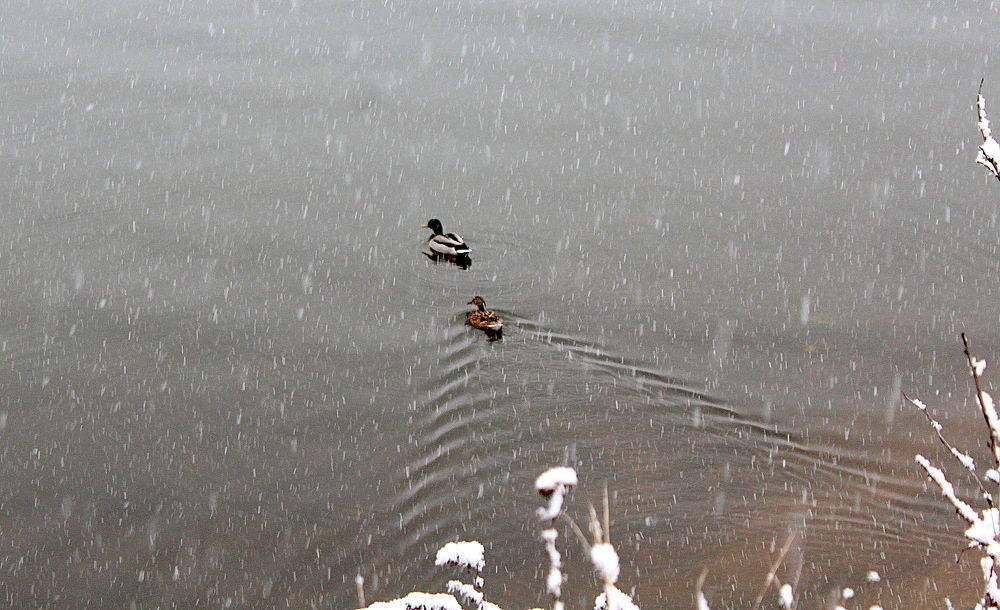 Photograph by Жанна Нечаева