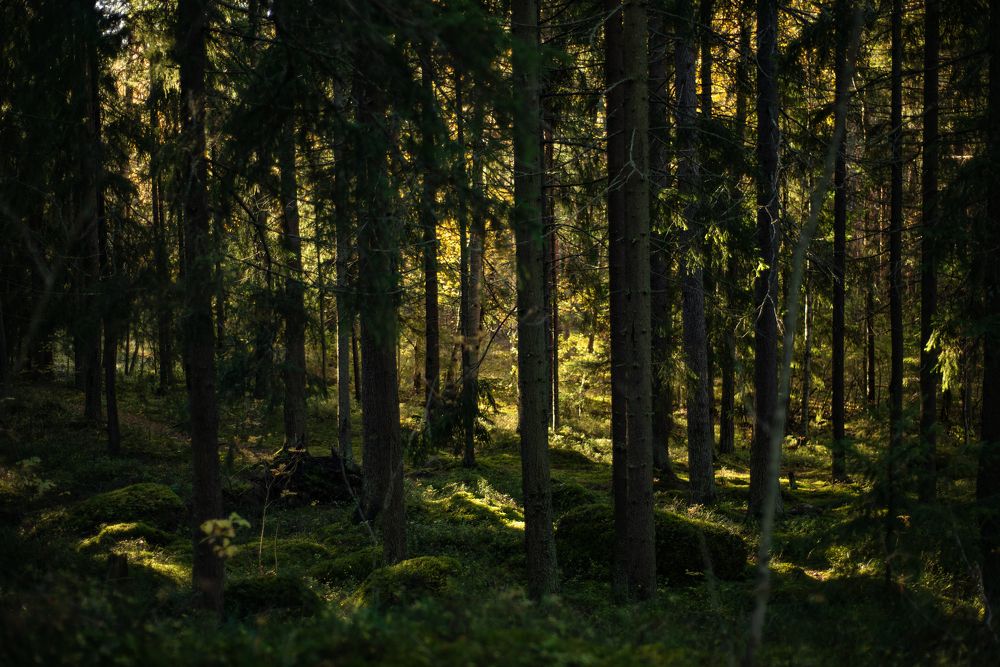 Фотография автора Юлия Парамонова