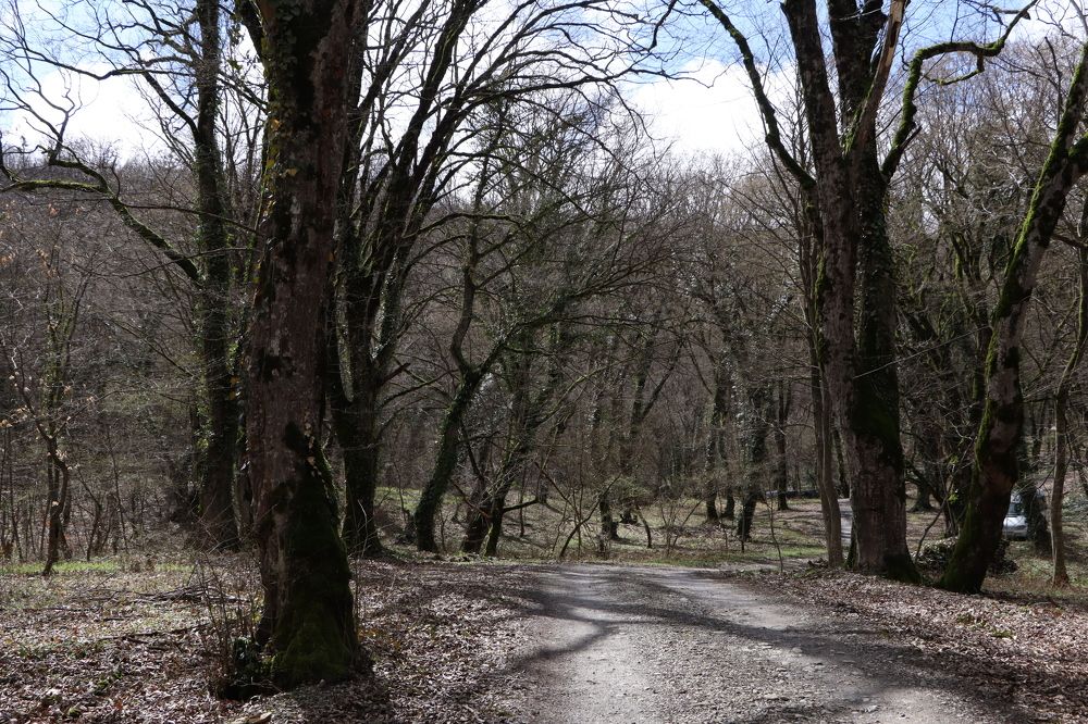 Фотография автора Mariami Sanishvili