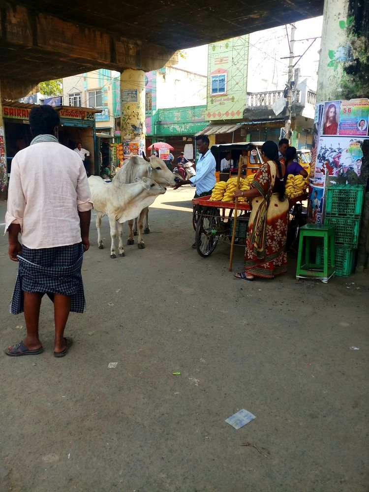 Photograph by B.Ramasubbaiah