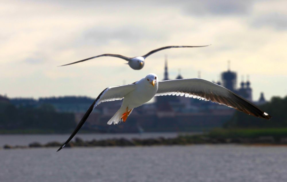 Photograph by PERESHEIN ANDREY