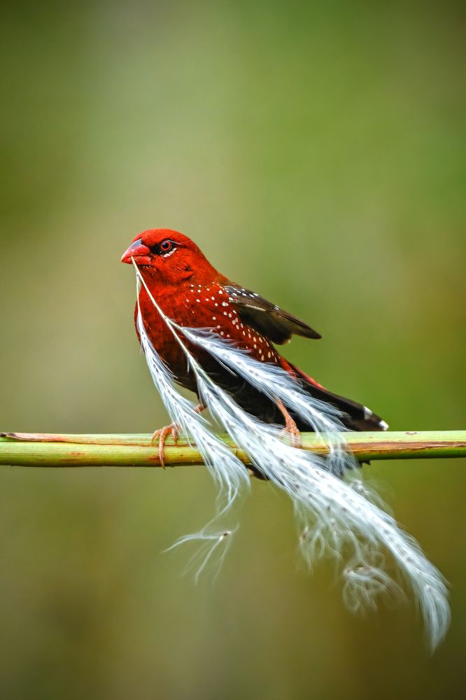 The Architect's Touch