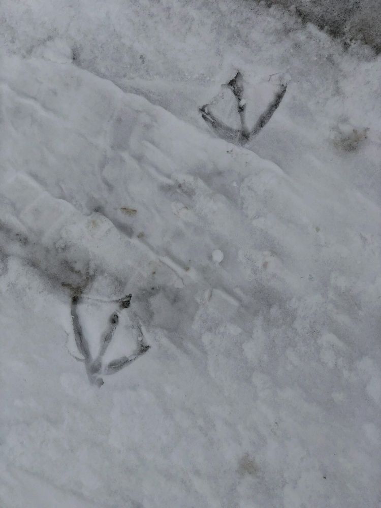 Фотография автора Светлана Гончарова