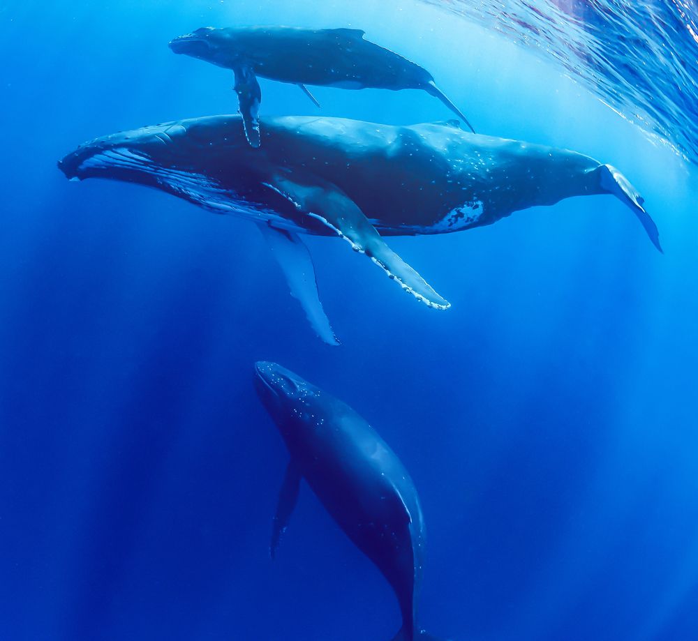 Фотография автора KOBAYASHI KIMIO