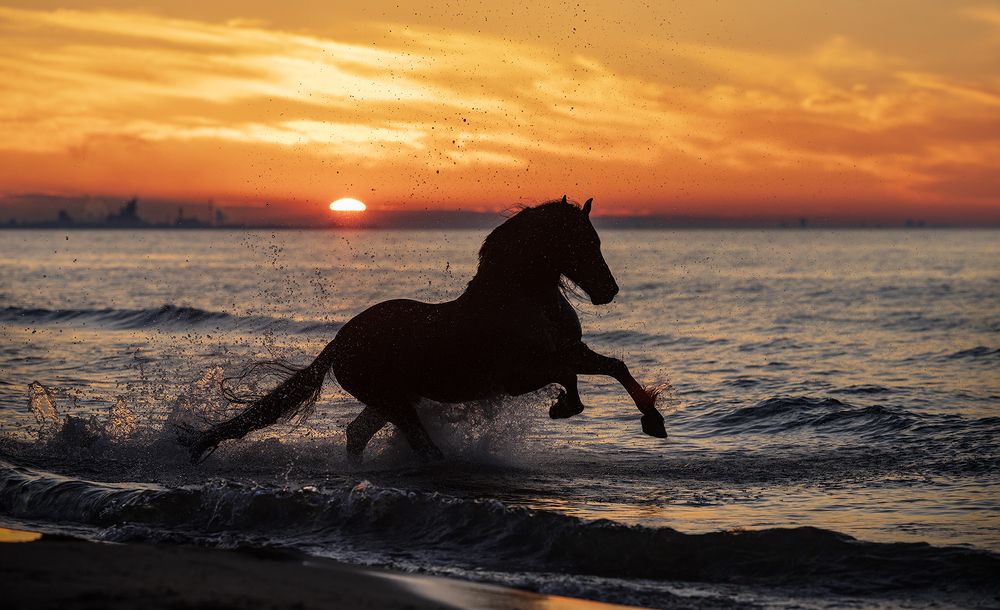 sunset stallion