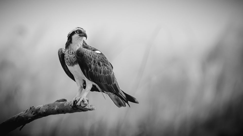 Photograph by Irene Chattopadhyay