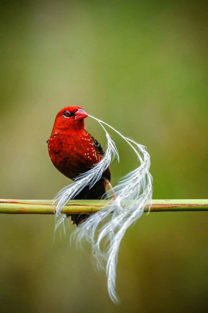A Feathered Artisan at Work