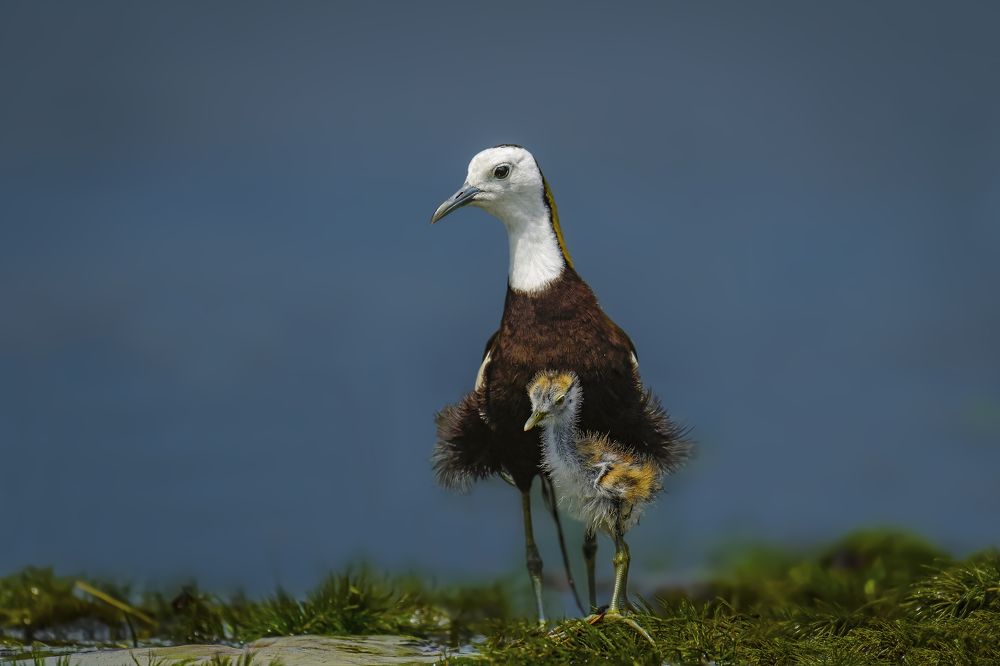 Guardians of the Wetlands