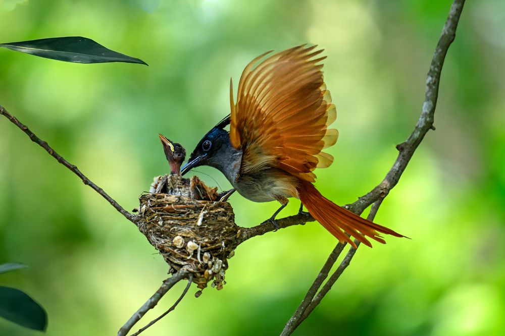 Tender Care: Indian Paradise Flycatcher With Its Chicks