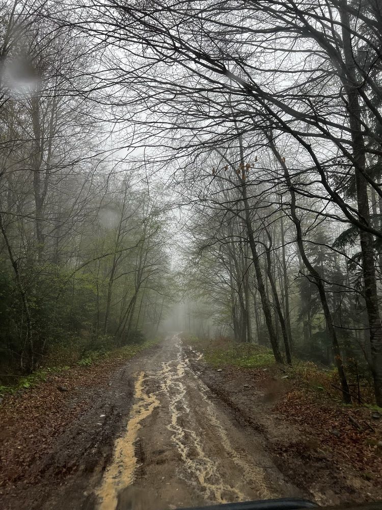 Photograph by Лариса