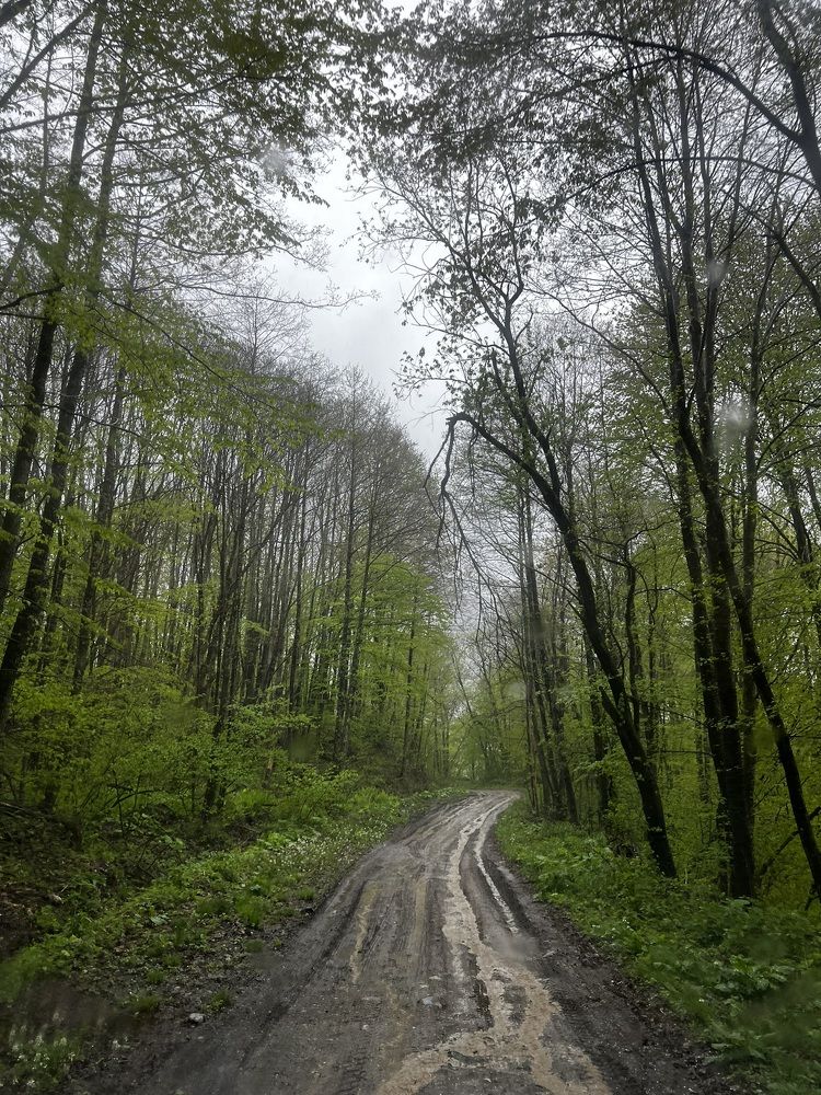 Photograph by Лариса