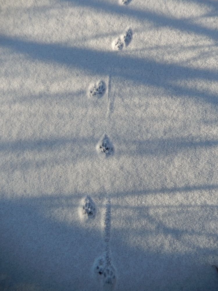 Фотография автора Клавдия Васильева