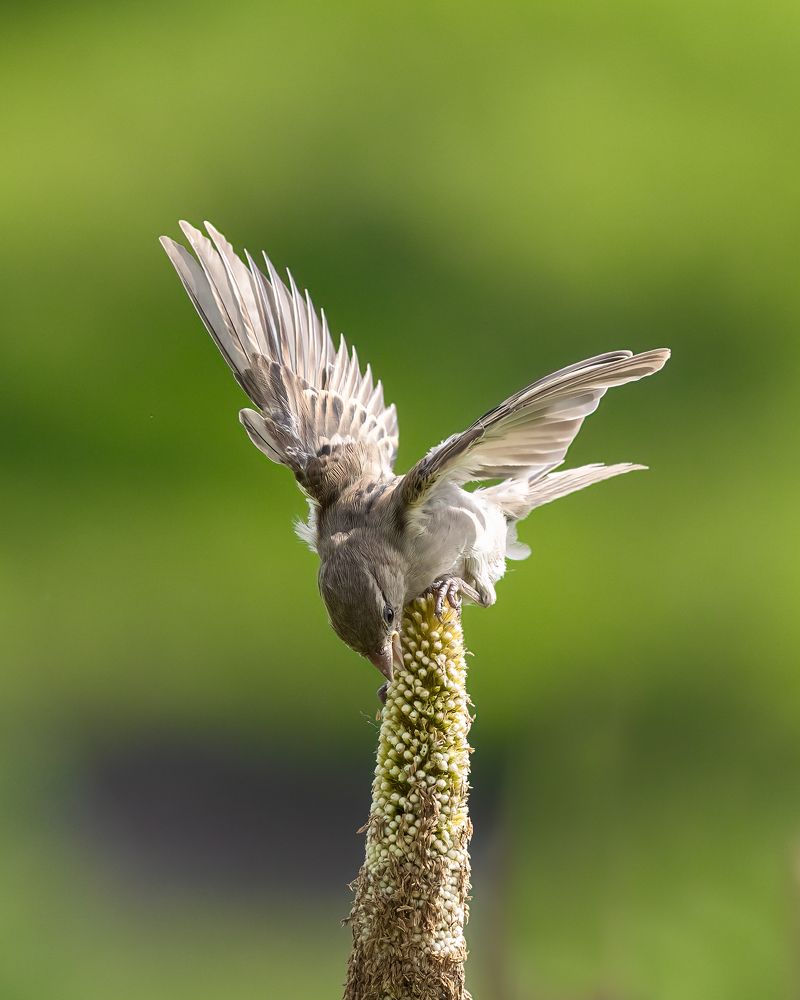 Photograph by ASHWINI BHONGE