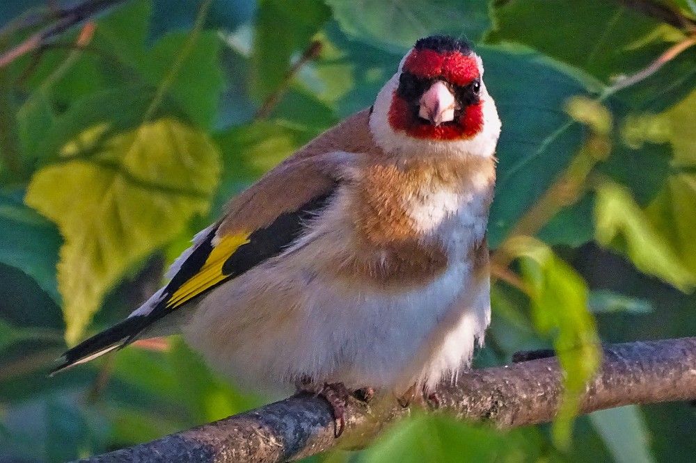 -Попугайчик?