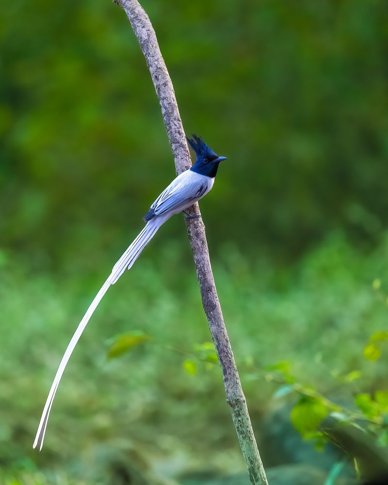 Photograph by ASHWINI BHONGE