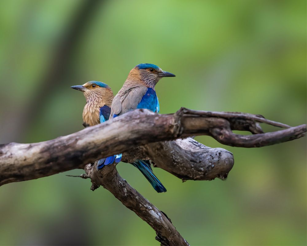 Photograph by ASHWINI BHONGE