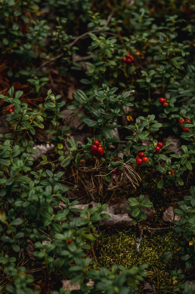 Photograph by Елена Квасова