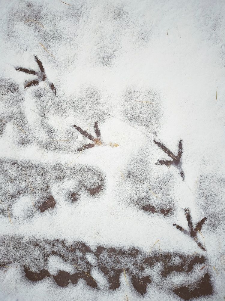 Photograph by Ольга Мартьянова