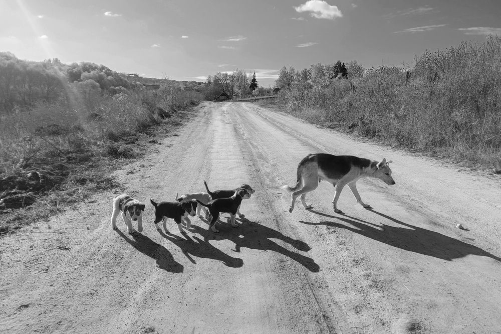 Photograph by Кондрашова Светлана