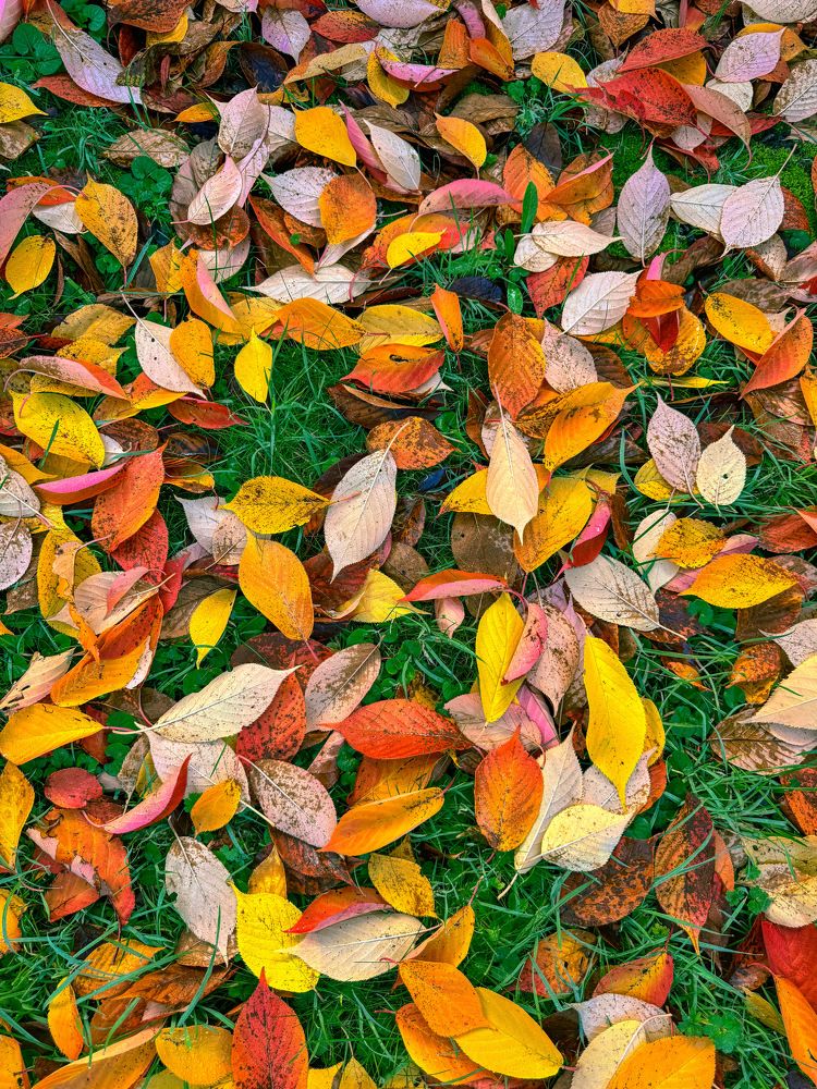 Photograph by Roshan Abdulsalim