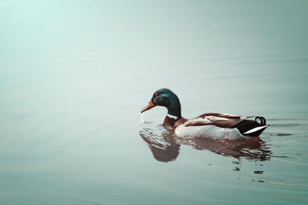 Photograph by Tereza Rozehnalová