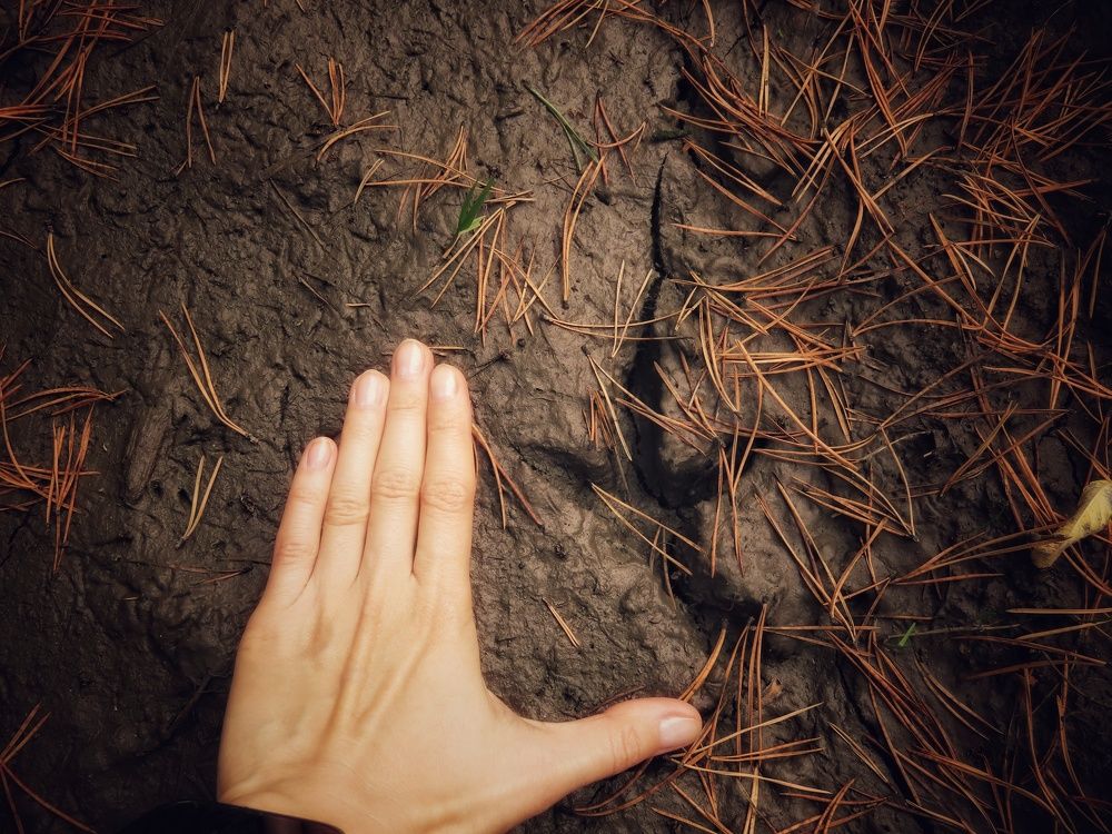 След глухаря