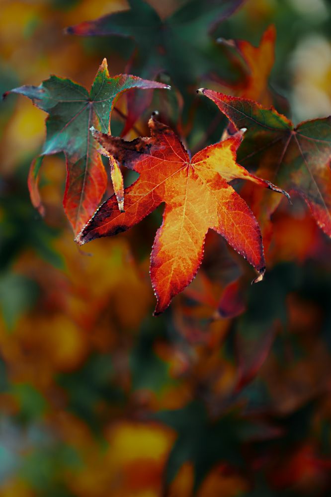 Photograph by Alexander Omelchuk