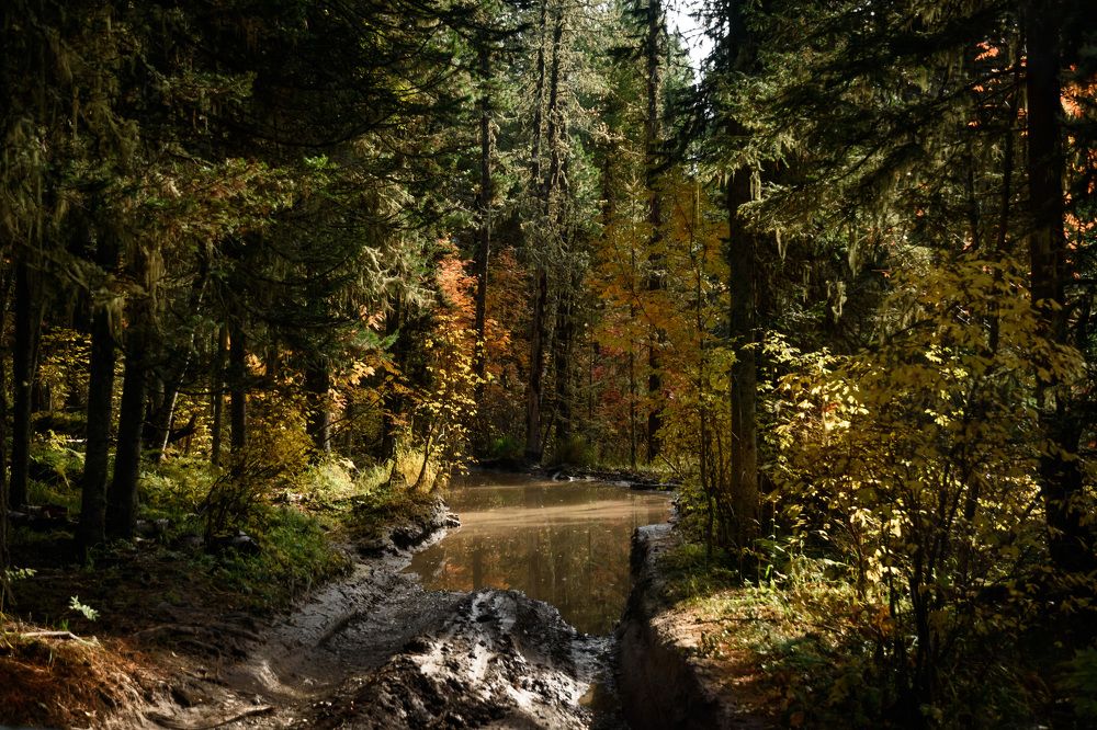 Фотография автора Мария Рохмистрова