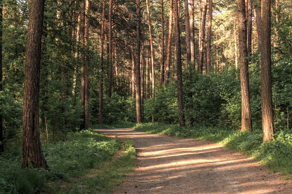 Лесная тропа.