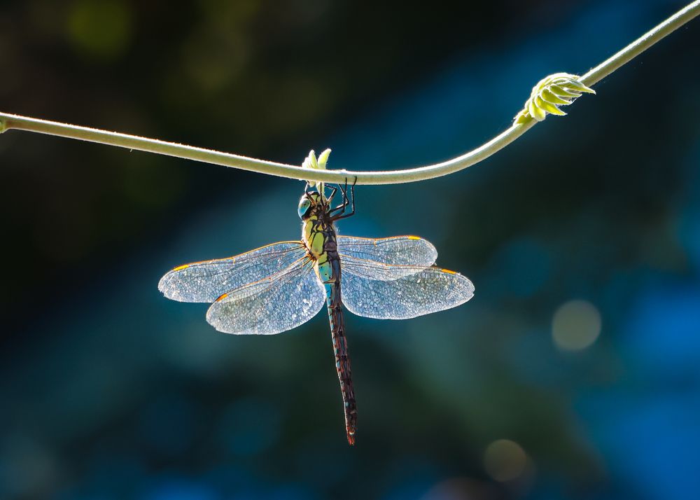 Photograph by Eva Wiedemann