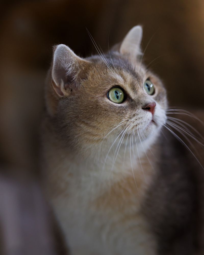 „Eyes of Curiosity“