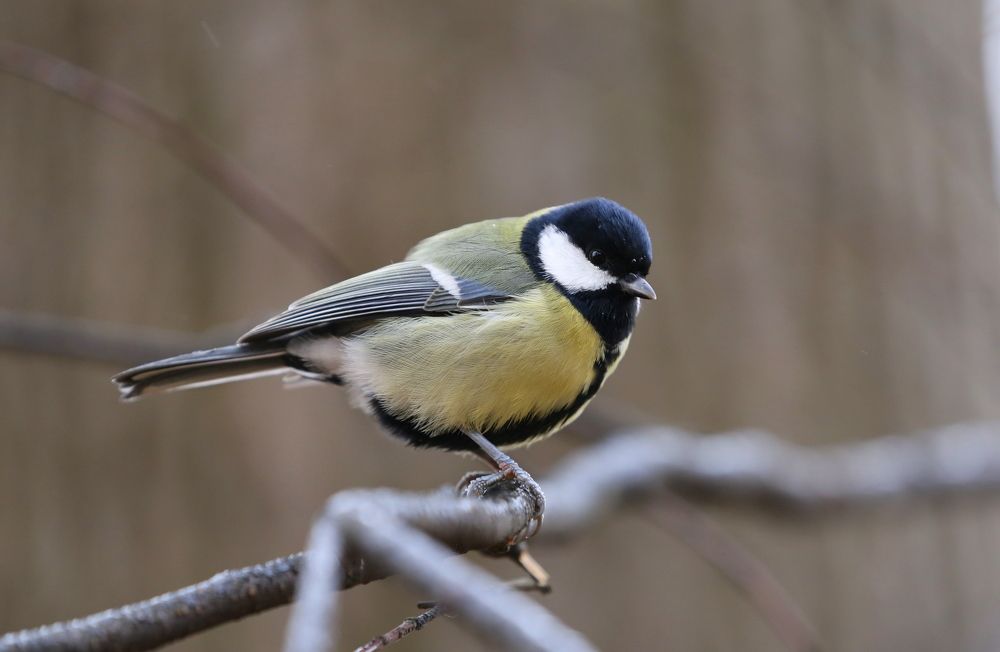 Photograph by Унку Юрий